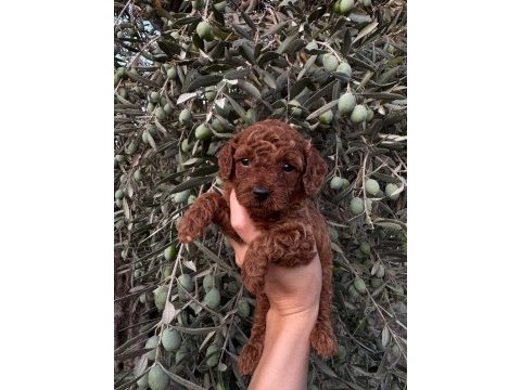 Güvenilir ve referanslı çiftlikten toy poodle bebekler