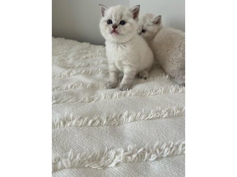 2 aylık british shorthair blue point