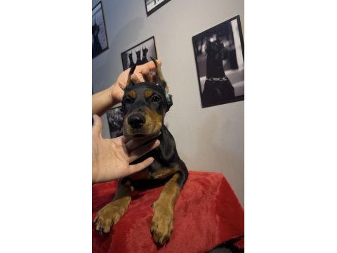 Hedefinizde kaliteli doberman varsa bekleriz