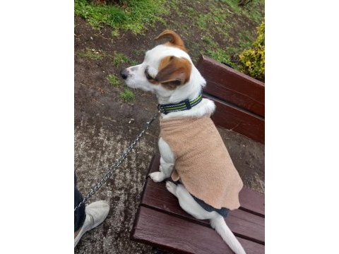2 yaşında küçük ırk jack russell terrier