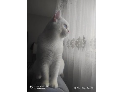 British shorthair cinsi beyaz kedimiz