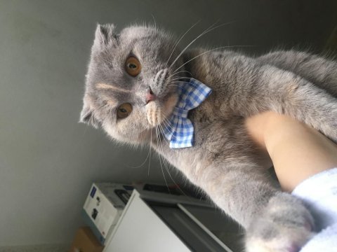 Scottish fold lilac
