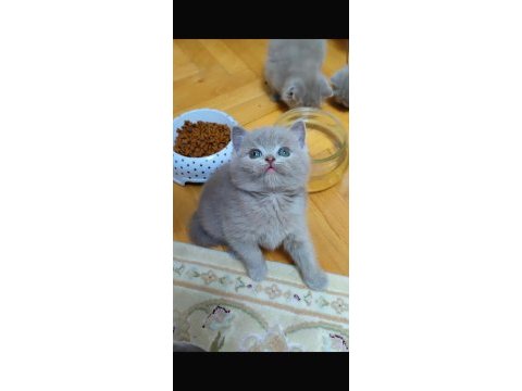 Gri lilac dişi erkek british shorthair yavrular