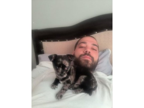 Chihuahua erkek egzotik renkli 60 günlük