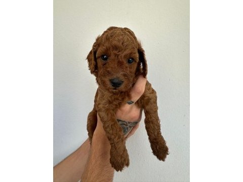 Toy poodle köpeği