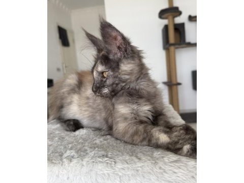 Maine coon dişi black tortie pet şecereli