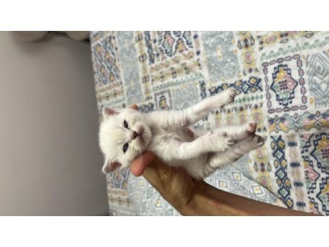 Scottish fold yavrular sahibini bekliyor