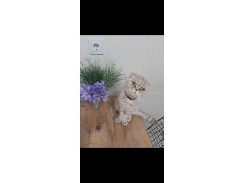 Ücretsiz sahiplendirme 3 yaşında scottish fold