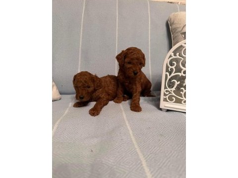 Show kalite kore kan gerçek toy poodle bebekler
