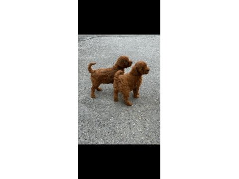 Irk garantili toy poodle yavrular