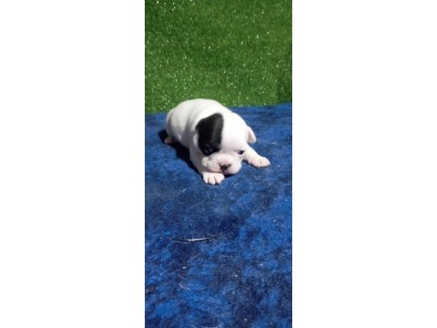 French bulldog yavrumuz