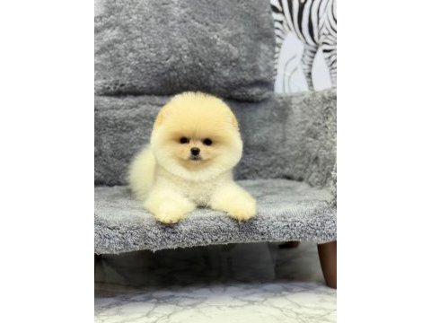 Güzeller güzeli pomeranian oyuncu yavrularımız