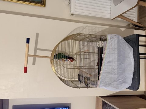 Green cheek conure (yeşil yanaklı konur)