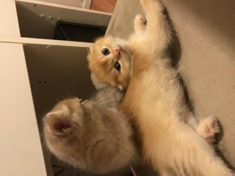 Scottish fold golden