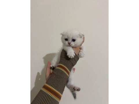 Safkan scottish fold brıtısh shorthaır yavrularım