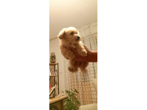Maltipoo yavrular (sağlık ve ırk garantili)