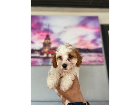 Hem şeker hemde kıvır kıvır maltipoo