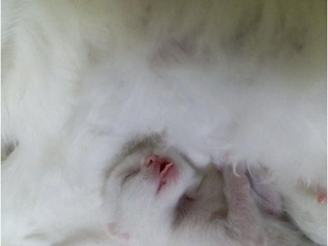 British shorthair sahiplendirme beyaz