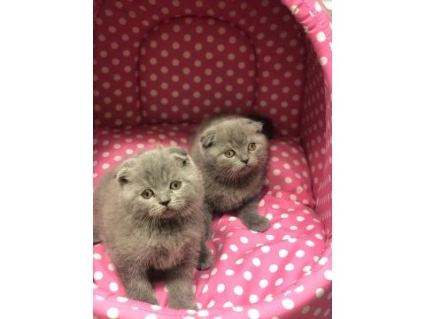 Gri scottish fold yavrularımız 