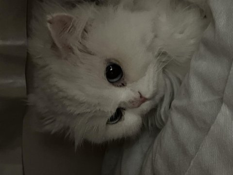 Dişi british longhair 1,5 yaşında