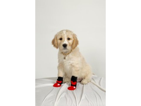 Sevimli dost canlısı golden retriever