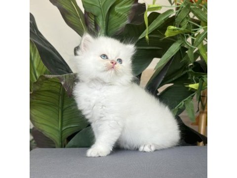 Safkan ve şecereli üstün standart mükemmel kedimiz