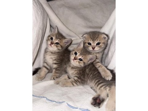 Çok sevimli british shorthair ve scottish fold yavrular
