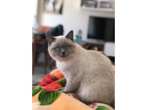 British shorthair kedisi