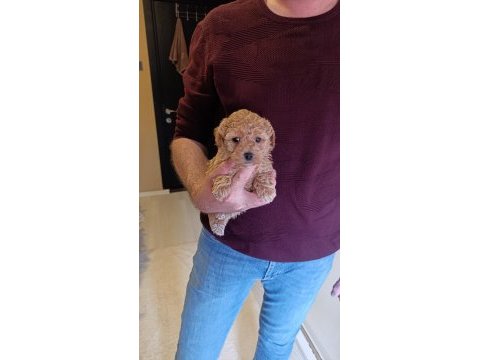 Toy poodle yavrumuz