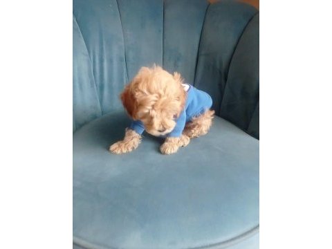 Erkek tuvalet eğitimli maltipoo