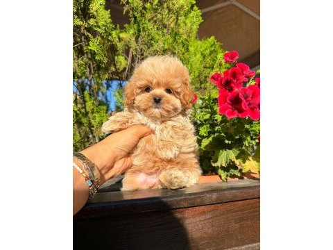 Orjinal güler yüzlü maltipoo yavrum