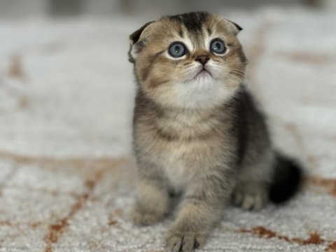 Oyun meraklısı scottish fold minnoşlar