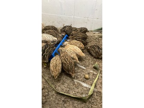2 haftalık bıldırcın yumurtaya yakın ve yumurtlayan mevcut