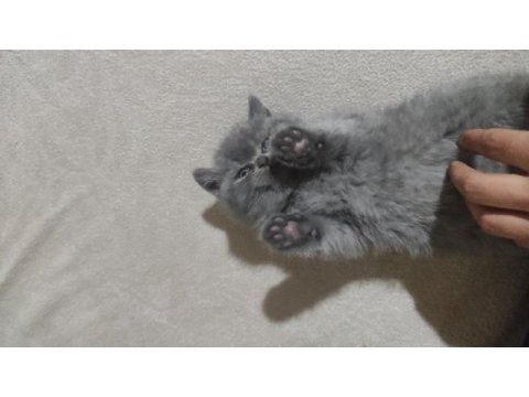 Minik british shorthair kız
