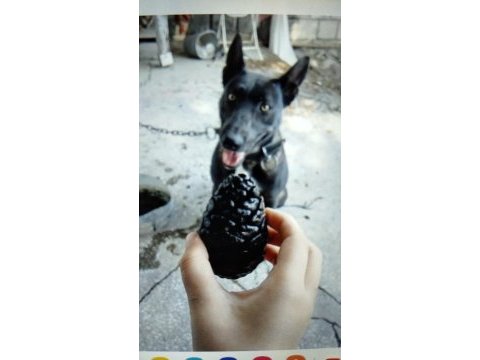 Şecereli belçika malinois