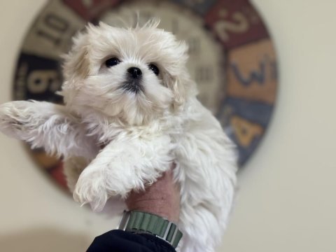 Show kalite tea cup kore kan maltese yavrularımız