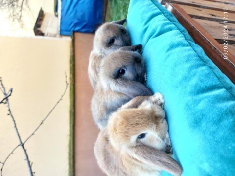 Hollanda mini lop tavşanlar şeker yavrular