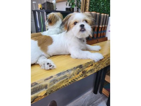 5 aylık safkan erkek shih tzu