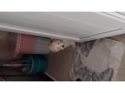 İsmi ares çok akıllı bir köpek 3 aylık erkek