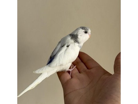 Bebek muhabbet kuşu yeni yeme düşmüş
