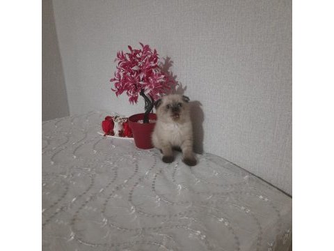 Scottish fold dişi yavrumuz