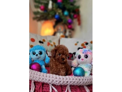 Şecereli mini boy kore toy poodle yavrularımız