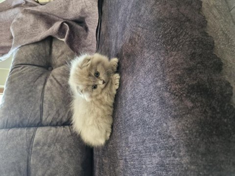 Minik scottish fold hanım yeni yuvasını arıyor