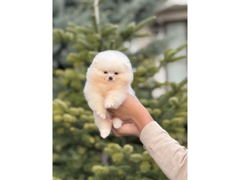 Baby face pomeranian yavrular