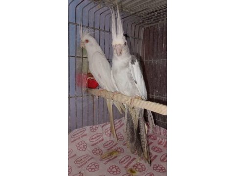 Albino takım ve wifi takım sultan papağanı