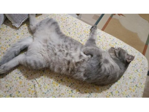Scottish fold silver yumak için ömürlük yuva arıyoruz