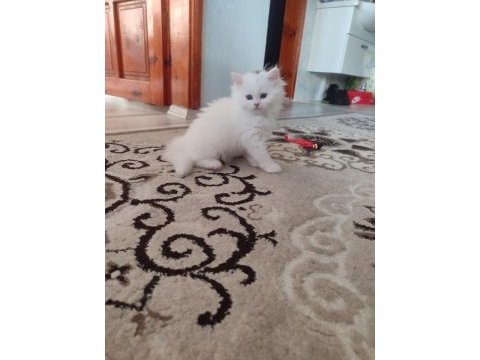 1.5 aylık 5tane yavru kedimiz