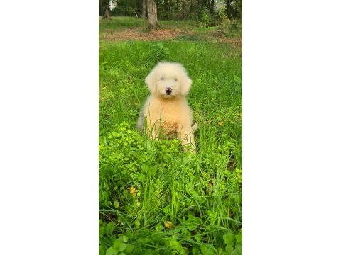 Muhteşem zeki ve güzellikte merle doodle yavrumuz