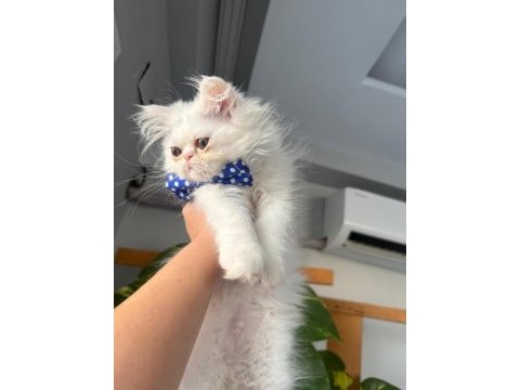 Irk garantili british longhair bebeklerim