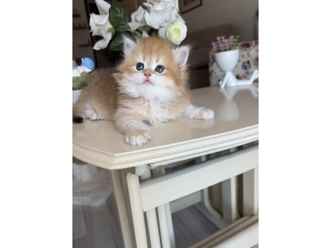Golden ny12 dişi british longhair show kalite